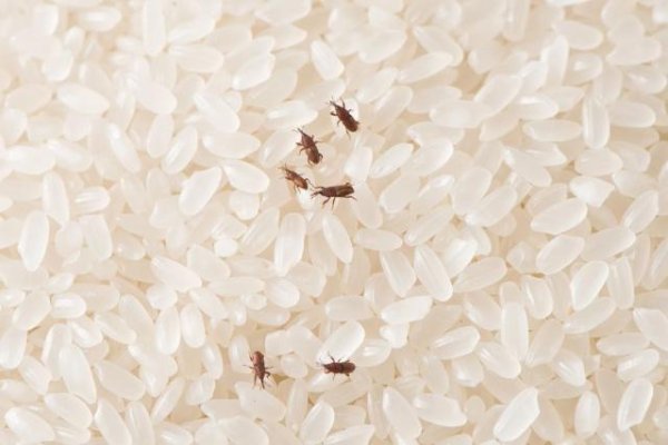 建宝优配 密封包装的大米为什么会生虫？大米出现 2 种情况，千万别再吃了！